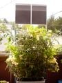 The tomato's on the bottom are dominating the project. But they are all very healthy.