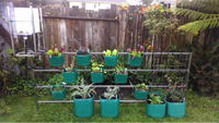 Edible railing Edible railing providing veggies from upcycled containers