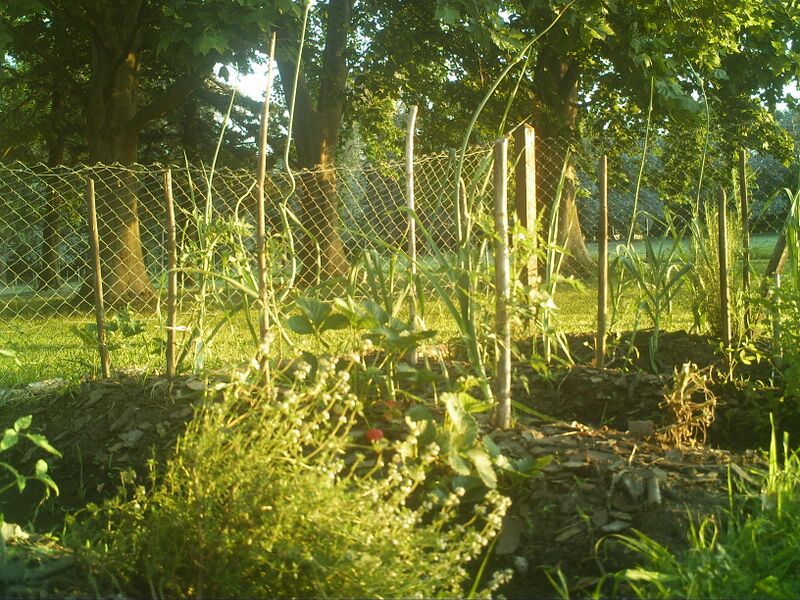 File:Vegetable garden in Junín.jpg
