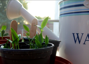 300px-Waterplantview.png