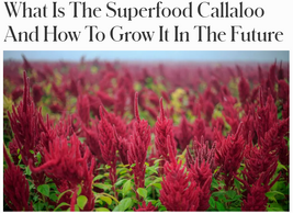 What Is The Superfood Callaloo And How To Grow It In The Future