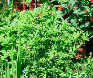 Pelargonium graveolens.png