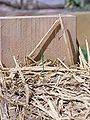 sprouting in straw wall