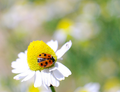 Variegated lady beetle