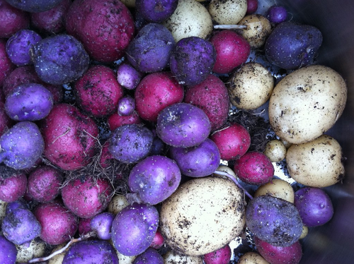potato-appropedia-the-sustainability-wiki