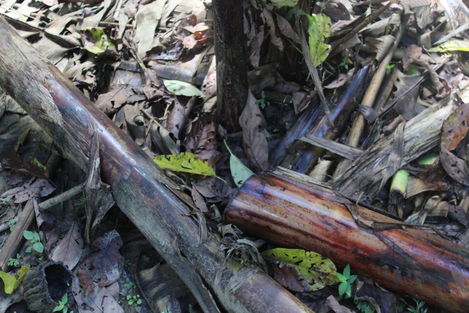 File:Bmulch1.JPG