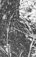Thumbnail for version as of 01:22, 6 January 2007