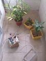 Arduino Automatic Watering System For Plants Sprinkler))