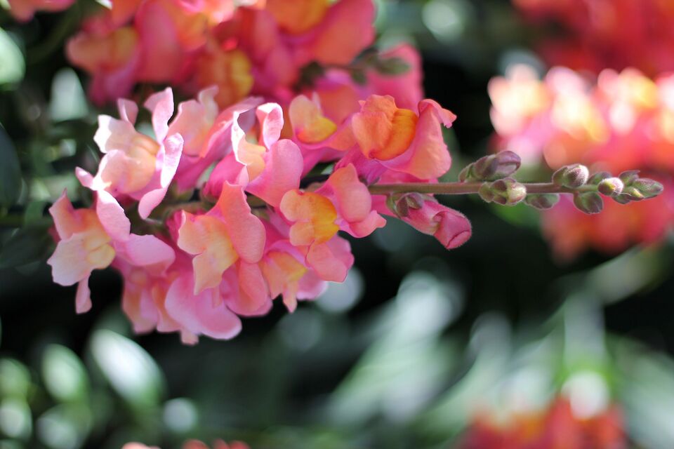 File:Flower Picture.JPG
