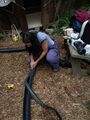 Fig 11: Sarah the hardest worker who is always chuggin' away. Here she is cutting open the gutter out of the drainage pipe.