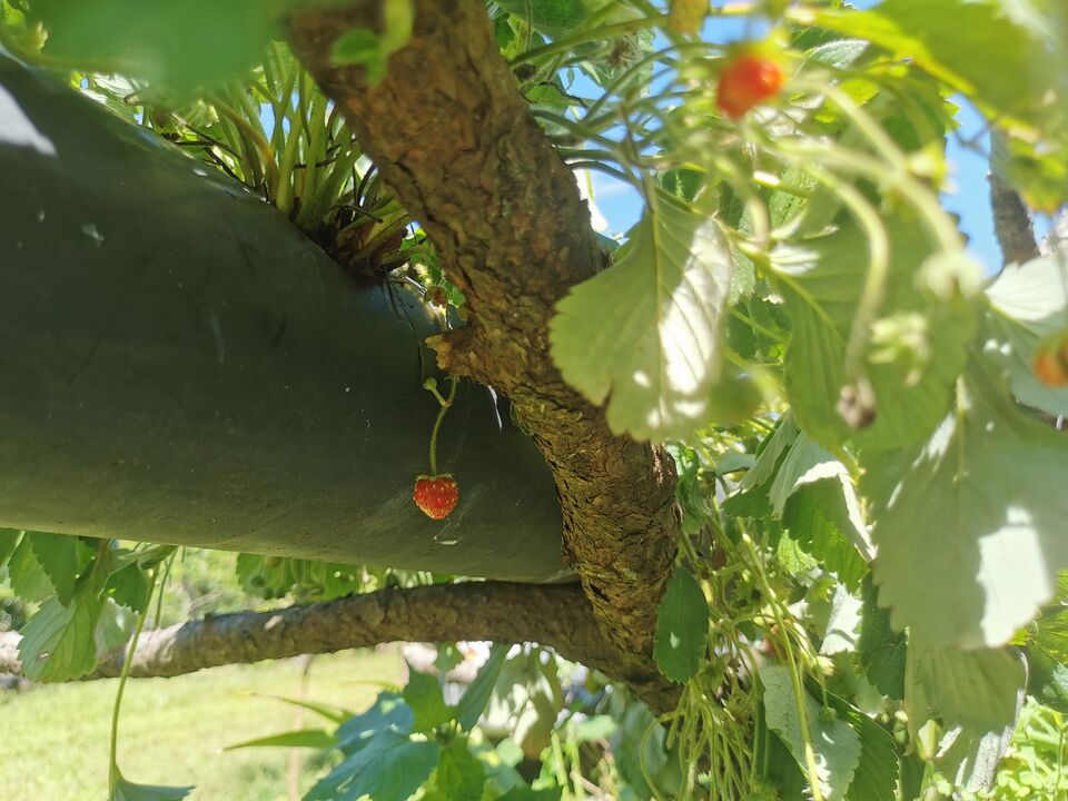 File:Imagen frutal La Montañona.jpg