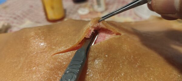 File:Skin tissue analogue.jpg