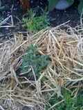 Sweet Marjoram
