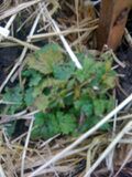 Lemonbalm