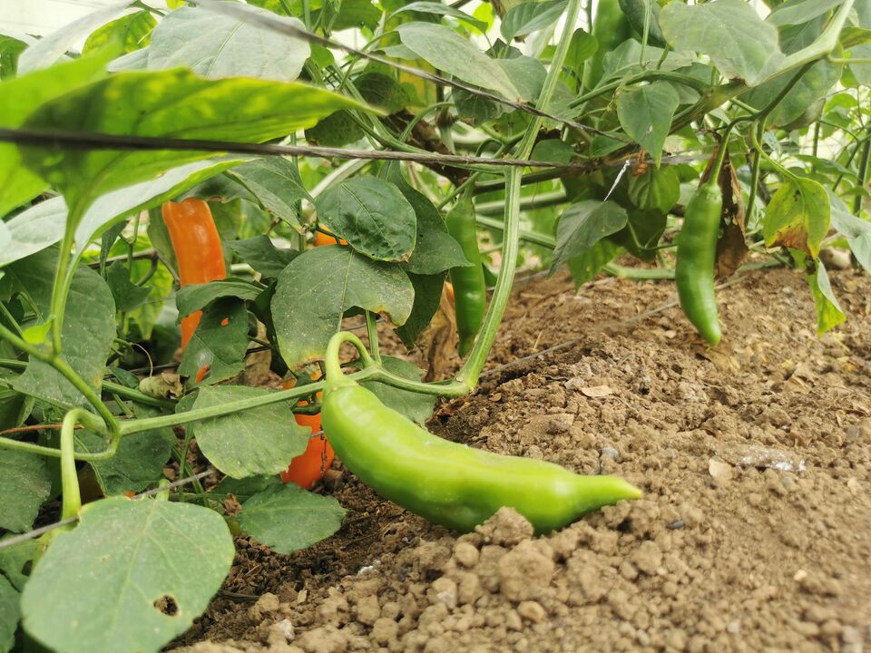 File:ECOFINCA3.jpg