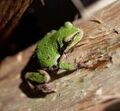 Pacific Tree Frog Hyla regilla