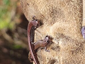 salamaders found on site (cute)