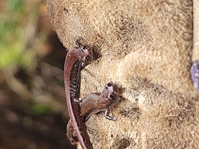 File:Salamanders found under old shed.jpg
