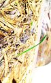 straw-clay with green sprouts and mold
