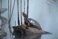 Western Pond Turtle Clemmys marmorata