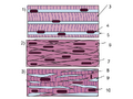 Thumbnail for version as of 20:21, 23 March 2026
