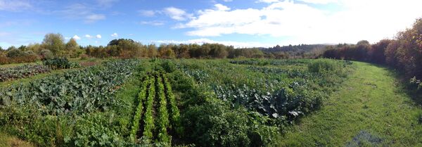 File:Crops.JPG