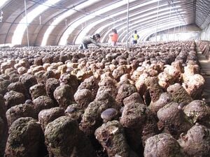 330px-MushroomFarmChina.jpg