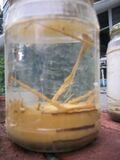 Fig. 6b: Jar 2 after test completed.