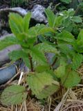 Spearmint