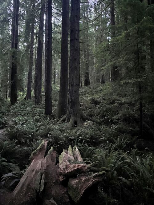File:Forest Walk 1922.jpg