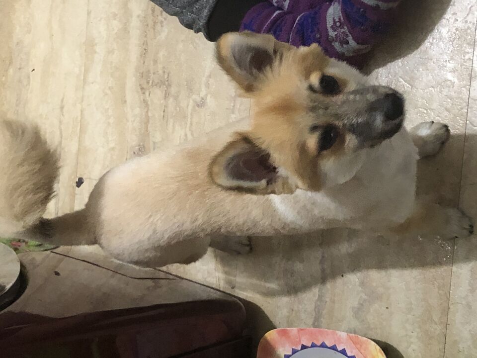 File:Pomeranian-chihuahua.jpg